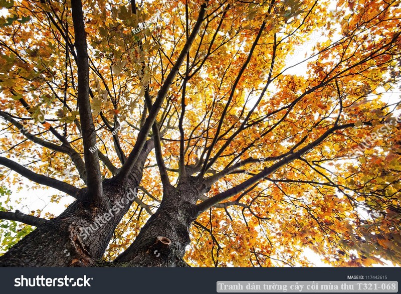 Tranh dán tường cây cối mùa thu T321-068